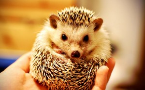 Small-Hedgehog-1800x2880