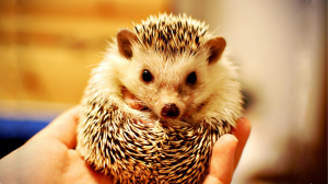 hedgehog